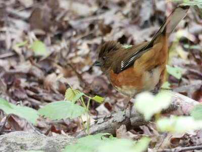 20190424 - Duke Forest - Eastern Towhee