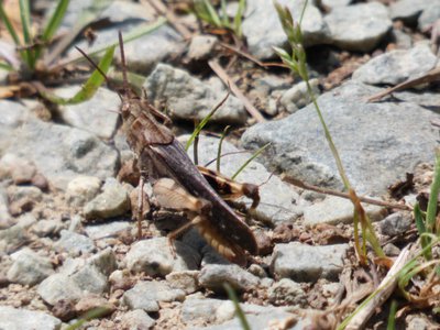 20190424 - Duke Forest - Grasshopper 1