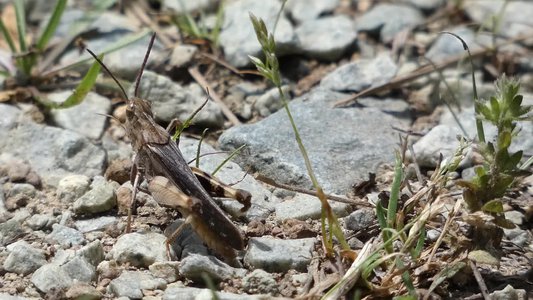 20190424 - Duke Forest - Grasshopper 2