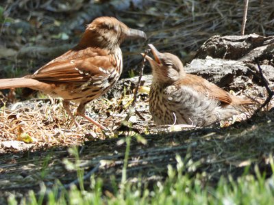 20190427 - Chapel Hill - Blurry Brown Thrasher Feeding