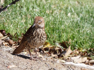 20190427 - Chapel Hill - Brown Thrasher