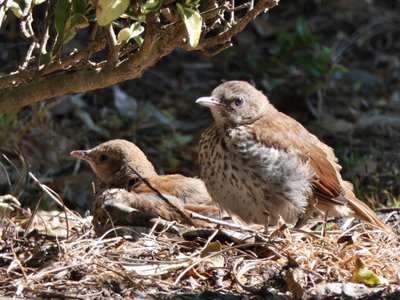 20190427 - Chapel Hill - Juvenile Brown Thrasher 2