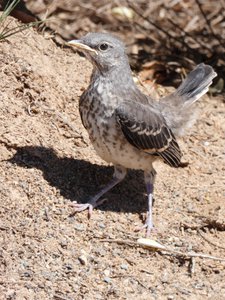 20190427 - Chapel Hill - Juvenile Mockingbird 2