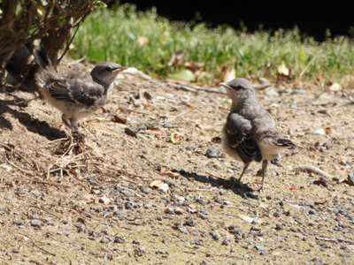 20190427 - Chapel Hill - Juvenile Mockingbirds 1