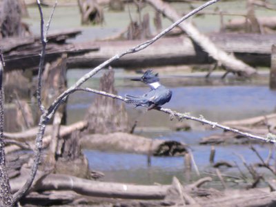 20190427 - Lake Betz - Belted Kingfisher