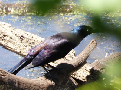 20190427 - Lake Betz - Common Grackle