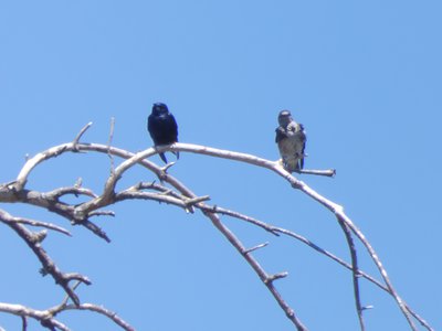 20190427 - Lake Betz - Purple Martins