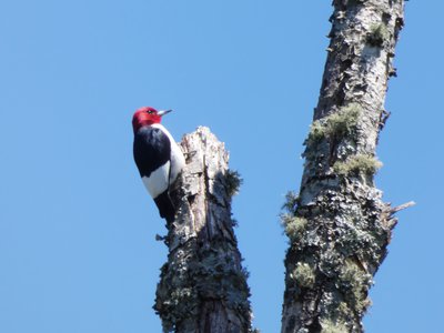 20190427 - Lake Betz - Red-headed Woodpecker