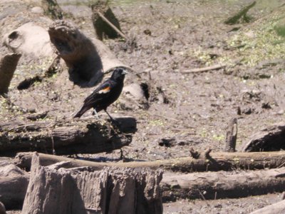 20190427 - Lake Betz - Red-winged Blackbird