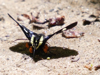 20190427 - Swift Creek - Eight-spotted Forester Moth