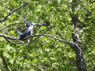 20190427 - Yates Mill - Belted Kingfisher