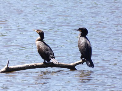 20190427 - Yates Mill - Cormorants