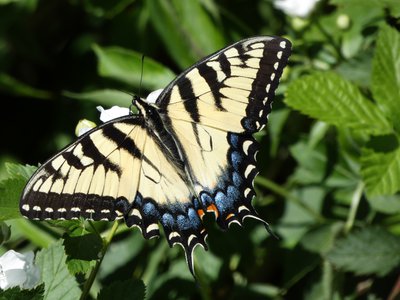 20190427 - Yates Mill - Eastern Tiger Swallowtail