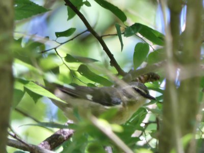 20190427 - Yates Mill - Female Black-throated Blue Warbler 1