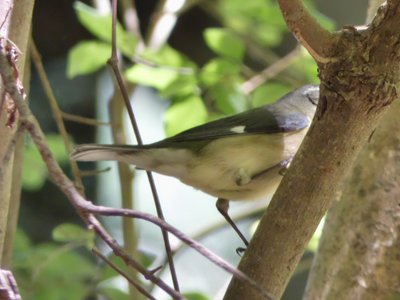 20190427 - Yates Mill - Female Black-throated Blue Warbler 2