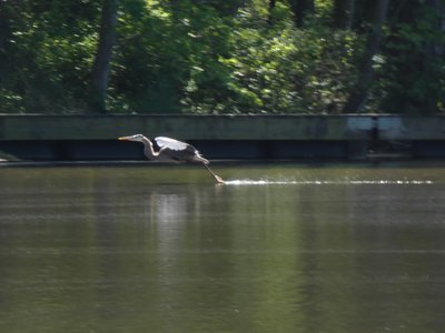 20190427 - Yates Mill - Great Blue Heron