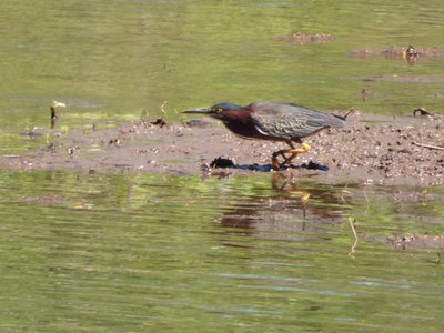 20190427 - Yates Mill - Green Heron