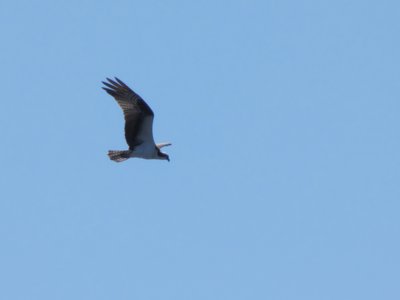 20190427 - Yates Mill - Osprey 1