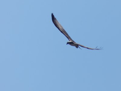 20190427 - Yates Mill - Osprey 2