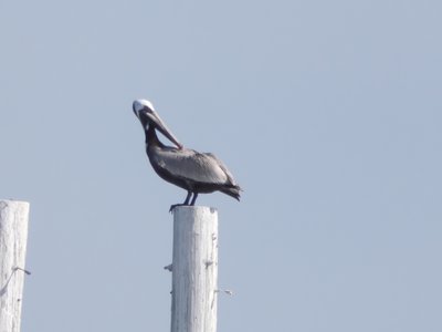 20190506 - Carolina Beach - Brown Pelican 2