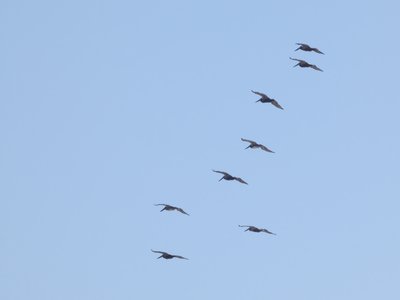 20190506 - Carolina Beach - Brown Pelicans 1