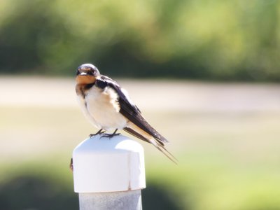 20190506 - Carolina Lake - Barn Swallow 1