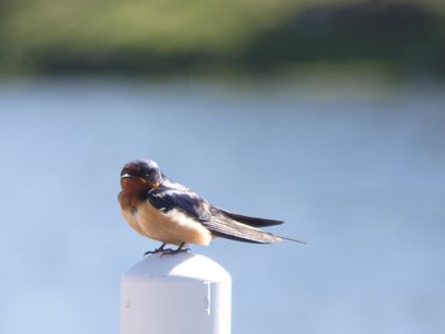 20190506 - Carolina Lake - Barn Swallow 2