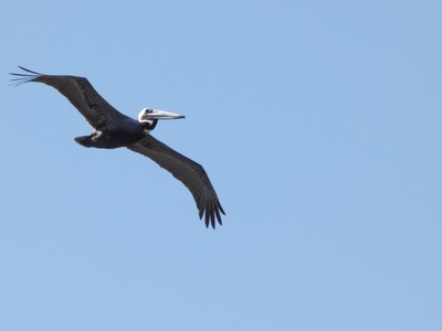 20190506 - Carolina Lake - Brown Pelican 3