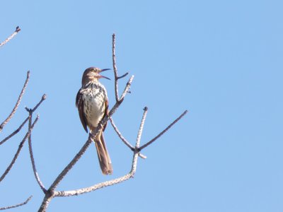 20190506 - Carolina Lake - Brown Thrasher