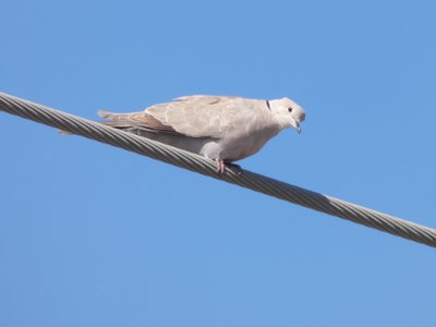 20190506 - Carolina Lake - Eurasian Collared Dove