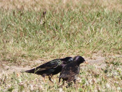 20190506 - Carolina Lake - European Starlings