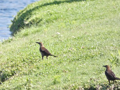 20190506 - Carolina Lake - Female Boat-tailed Grackles