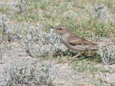 20190506 - Carolina Lake - Female House Sparrow