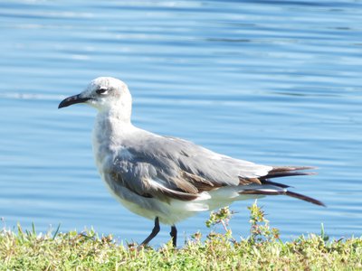 20190506 - Carolina Lake - Female Laughing Gull