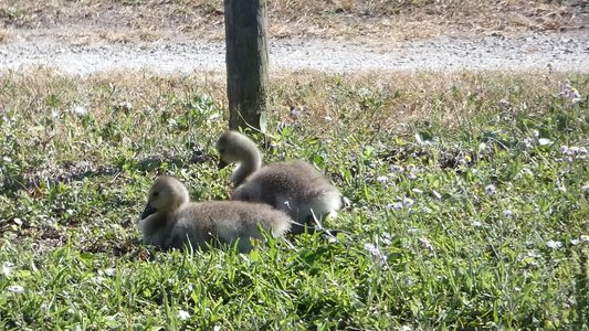 20190506 - Carolina Lake - Goslings