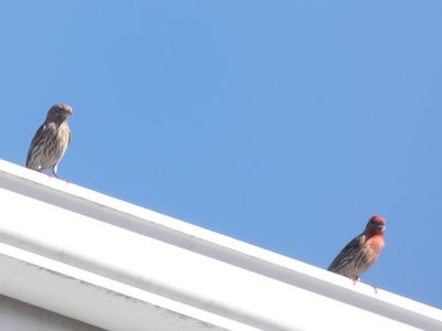 20190506 - Carolina Lake - House Finches