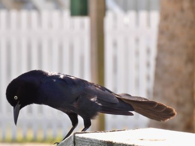 20190506 - Carolina Lake - Male Boat-tailed Grackle 1