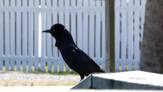 20190506 - Carolina Lake - Male Boat-tailed Grackle 2