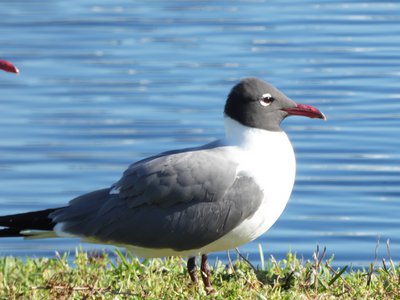 20190506 - Carolina Lake - Male Laughing Gull