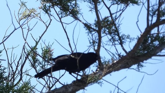 20190506 - Carolina Lake - Red-winged Blackbird 1