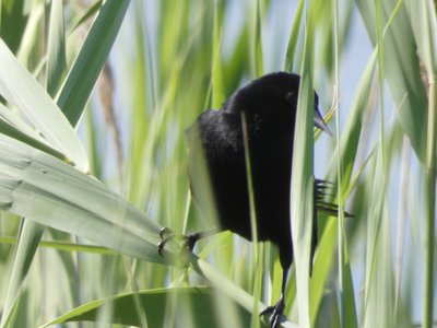 20190506 - Carolina Lake - Red-winged Blackbird 2