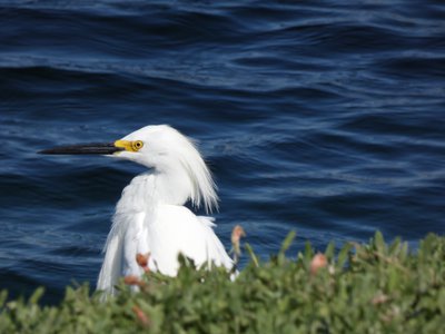 20190506 - Carolina Lake - Snowy Egret 1