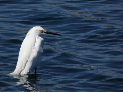 20190506 - Carolina Lake - Snowy Egret 2