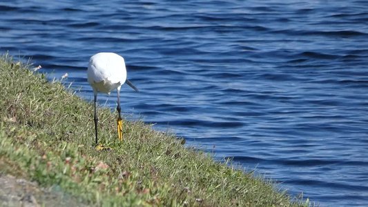 20190506 - Carolina Lake - Snowy Egret 3