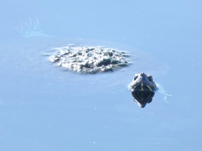 20190506 - Carolina Lake - Yellow-bellied Slider