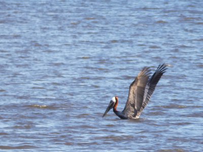 20190506 - Fort Fisher - Brown Pelican 1