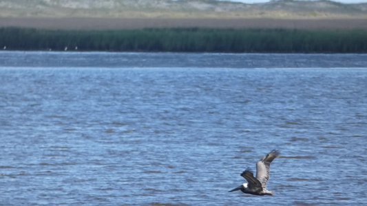 20190506 - Fort Fisher - Brown Pelican 2