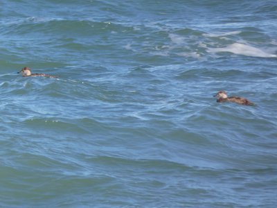 20190506 - Fort Fisher - Common Scoters 1