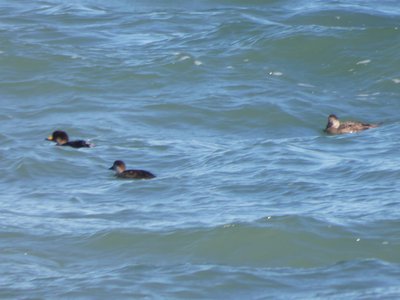 20190506 - Fort Fisher - Common Scoters 2