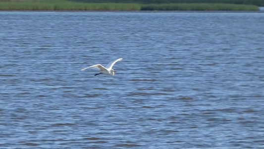 20190506 - Fort Fisher - Great Egret